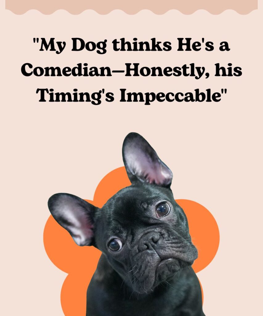 hilarious-dog-captions-for-instagram